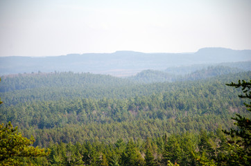 Forest View