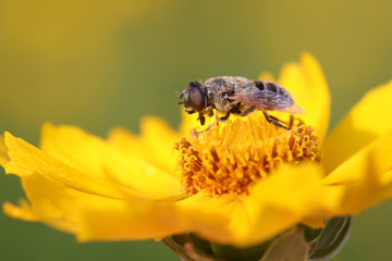Syrphidae on plant in the wild