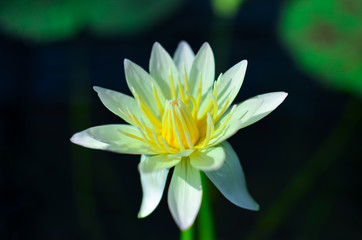 Close up of a white water lily in pond 