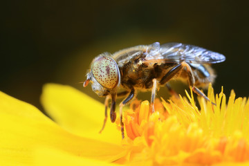 Syrphidae on plant in the wild