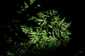 green leaf in the dark