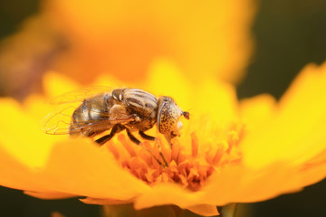 Syrphidae on plant in the wild
