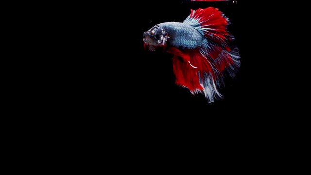 slow motion of Siamese fighting fish (Betta splendens), well known name is Plakat Thai, Betta is a species in the gourami family, which is a popular fish in the aquarium trade