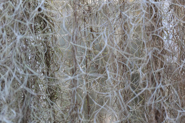 Tillandsia usneoides or usneoides is plant with many beautiful roots.