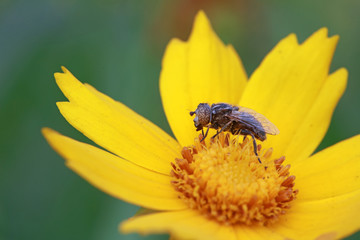Syrphidae on plant in the wild
