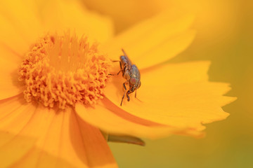 Fly insects
