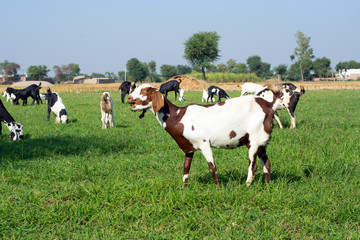 Fototapeta na wymiar Goats in the field 