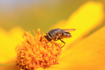Fly insects