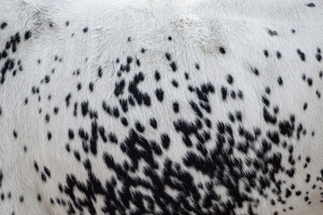 Seamless natural pattern of the cow skin 
