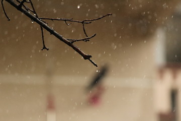 Guava tree branch in the raining with some droplets on the branch. tree branch in the raining background with some droplets.drops of water on a branch after rain