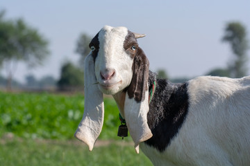 Portrait of the cute goat in the field 