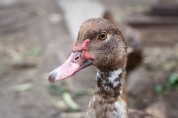 Female brown farm duck portrait on blurred background