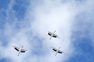 タンチョウヅル