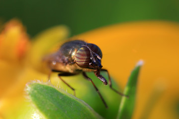 Fly insects