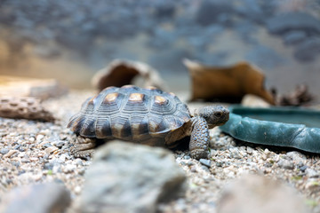 walking turtle inside a shell at the zoo