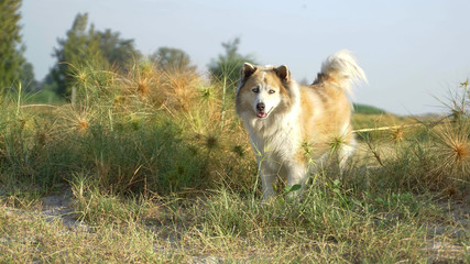 Large mixed breed dog standing in the  grass field with morning sunlight
