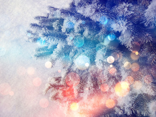 Pine all covered with ice on a background of snow with colorful bokeh