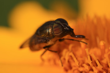 Fly insects