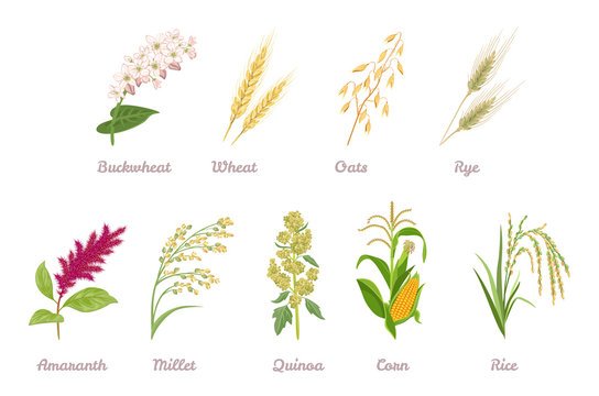 Cereal Plants  set. Buckwheat, Wheat, Oats, Rye, Amaranth, Proso Millet, Quinoa, Corn, Rice isolated on white background. Vector illustration of crop in cartoon simple flat style.