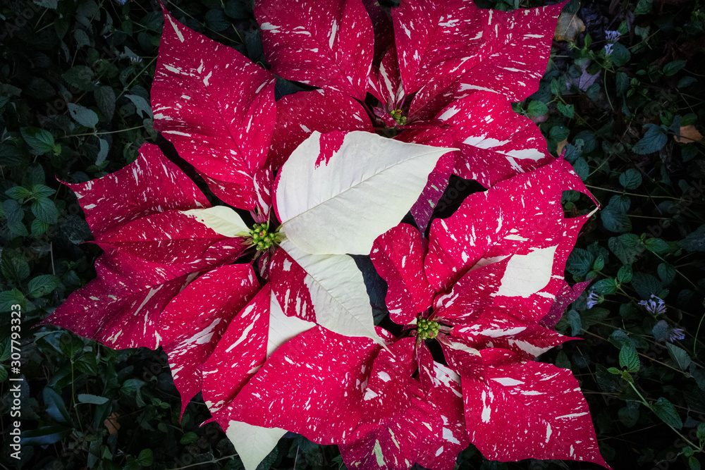 Wall mural Speckled Poinsettia Flowers for Chirstmas