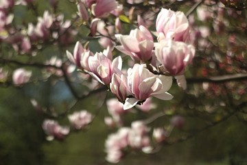 Fototapeta na wymiar magnolia tree in blossom