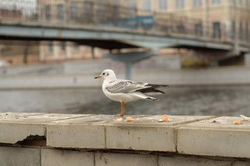 Lonely seagull on the parapet of the embankment of the city canal in the autumn morning. 2.