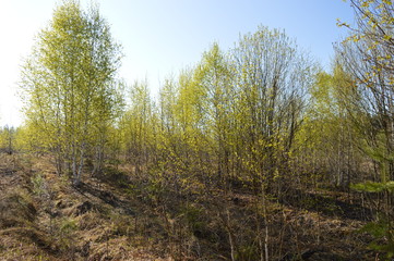 Fototapeta na wymiar spring, forest, birch young ,