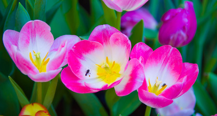  Beautiful in spring colorful of  tulip