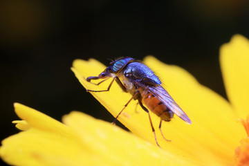 Fly insects