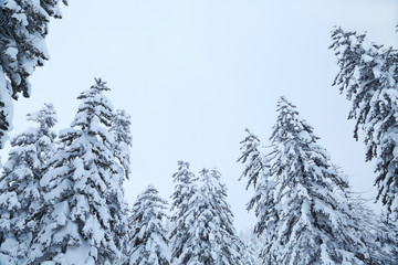 冬のエゾマツ林