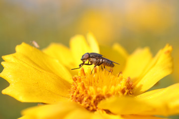 Fly insects