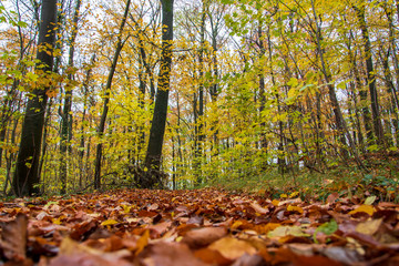 Wanderung im Wiehengebirge bei Lübbecke. Der Herbst in seinen schönsten Farben.