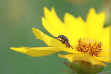 Fly insects