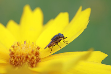 Fly insects