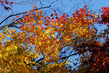 カラフルな日本の楓の紅葉