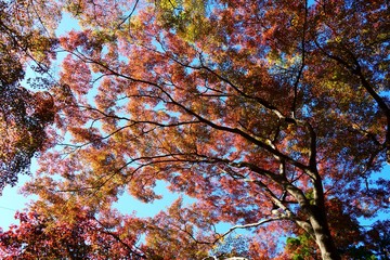 カラフルな日本の楓の紅葉