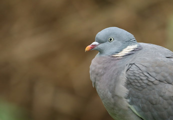 A head shot of a pretty Woodpidgeon, Columba palumbus.