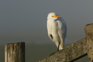 A rare Cattle Egret, Bubulcus ibis, perching on a fence post on a cold misty frosty morning.	