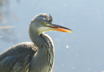 A head shot of a Grey Heron, Ardea cinerea, poking out its tongue. It has been hunting for food at the edge of a lake.