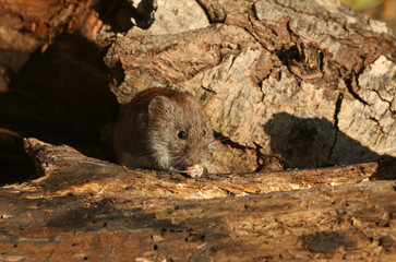 A sweet wild Bank Vole, Myodes glareolus eating a nut that it has found whilst foraging for food in a log pile in woodland.	