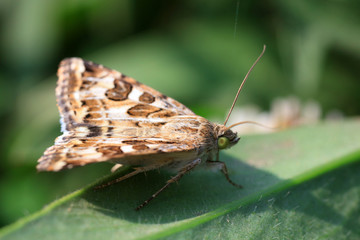 Meadow moth
