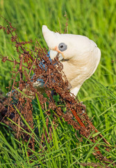 Little Corella Feeding on Seeds