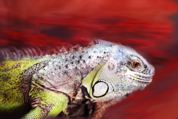 closeup of lizard