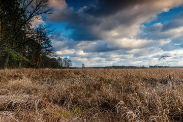 Kampinos National Park views on meadow.