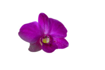 A purple orchid flower isolated on white background
