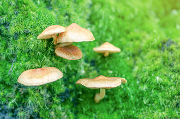Blurred for background.Orange Wild mushrooms on a green background.