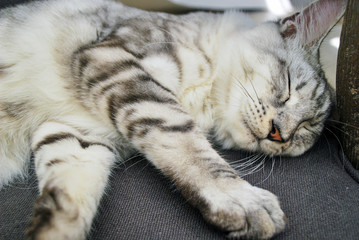 Gray cat sleeping on sofa
