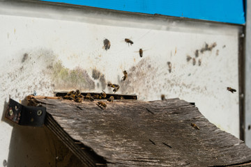 A lot of bees entering beehive with collected honey. Bees collecting nectar from flowers and putting into hexagonal cells after returning to bee hive