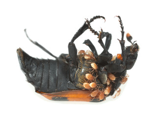 Burying beetle, Nicrophorus investigator with parasites isolated on white background
