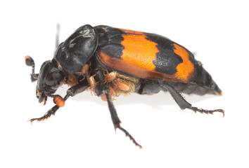 Burying beetle, Nicrophorus investigator with parasites isolated on white background